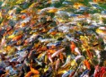 /album/fenykepgaleria/koi-fingerlings-jpg/